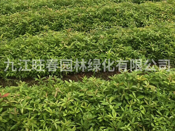 木荷